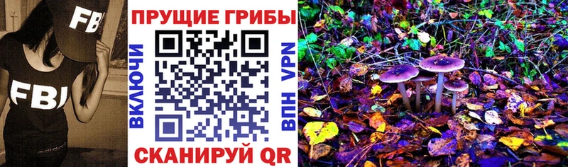 цены   Петровск  Псилоцибиновые грибы Cubensis 
